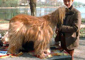 Afshad, in a CAC show in Veteran Class, April 1998.