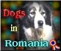 Visit Dogs in Romania web site